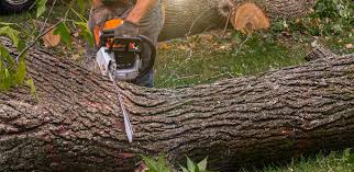 Tree and Shrub Care in Farmington, PA