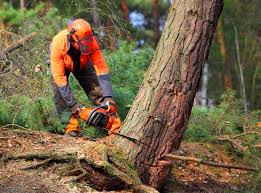 Best Tree Removal  in Farmington, PA