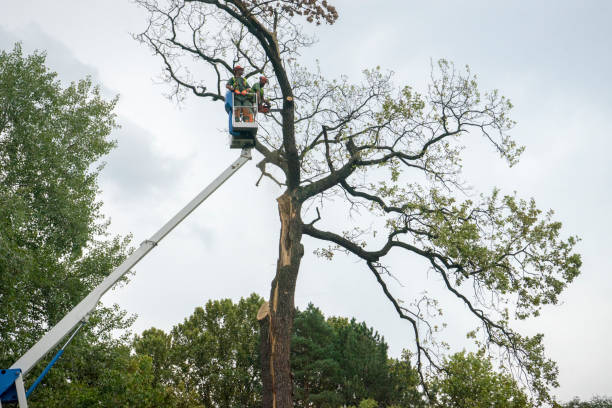 Best Storm Damage Tree Cleanup  in Farmington, PA