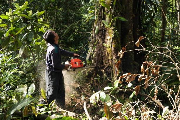 Best Root Management and Removal  in Farmington, PA