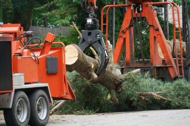 Best Tree Mulching  in Farmington, PA