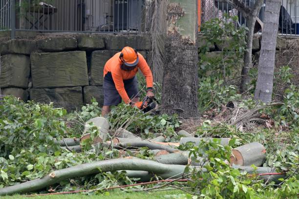 Why Choose Our Tree Removal Services in Farmington, PA?