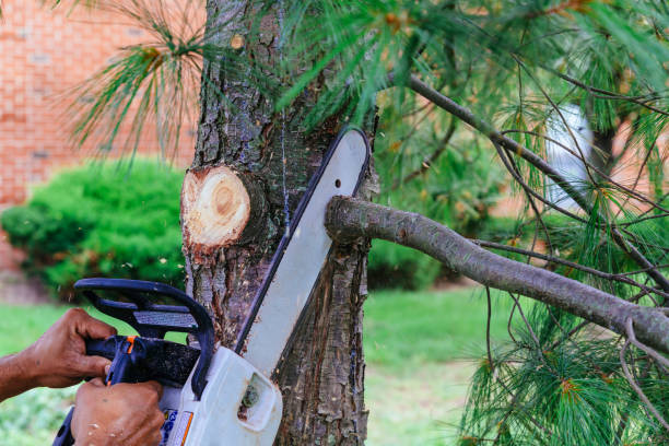 Leaf Removal in Farmington, PA